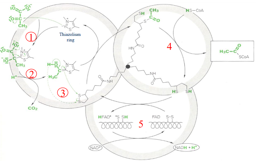 TPP in the Pyruvate Dehydrogenase Reaction