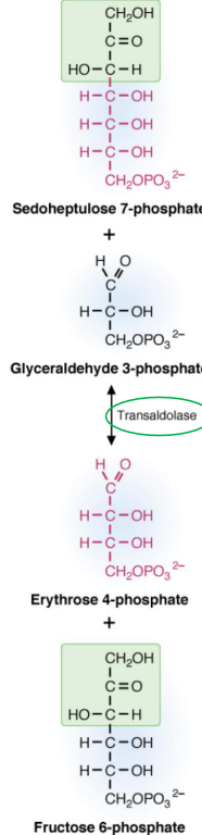 Transaldolase Reaction