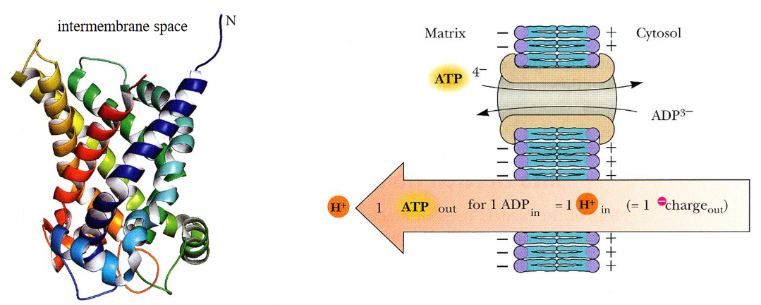 ATP-ADP Translocase