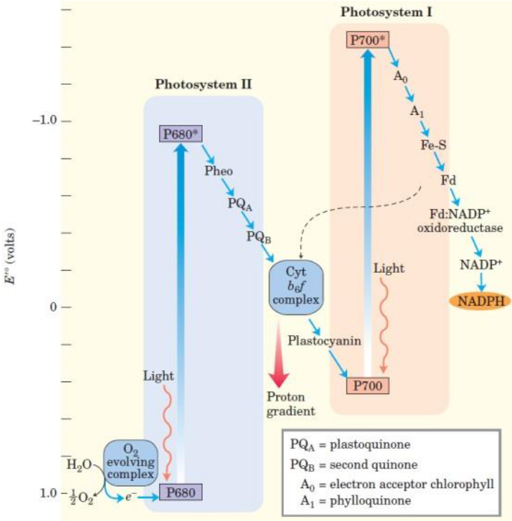 Z-Scheme