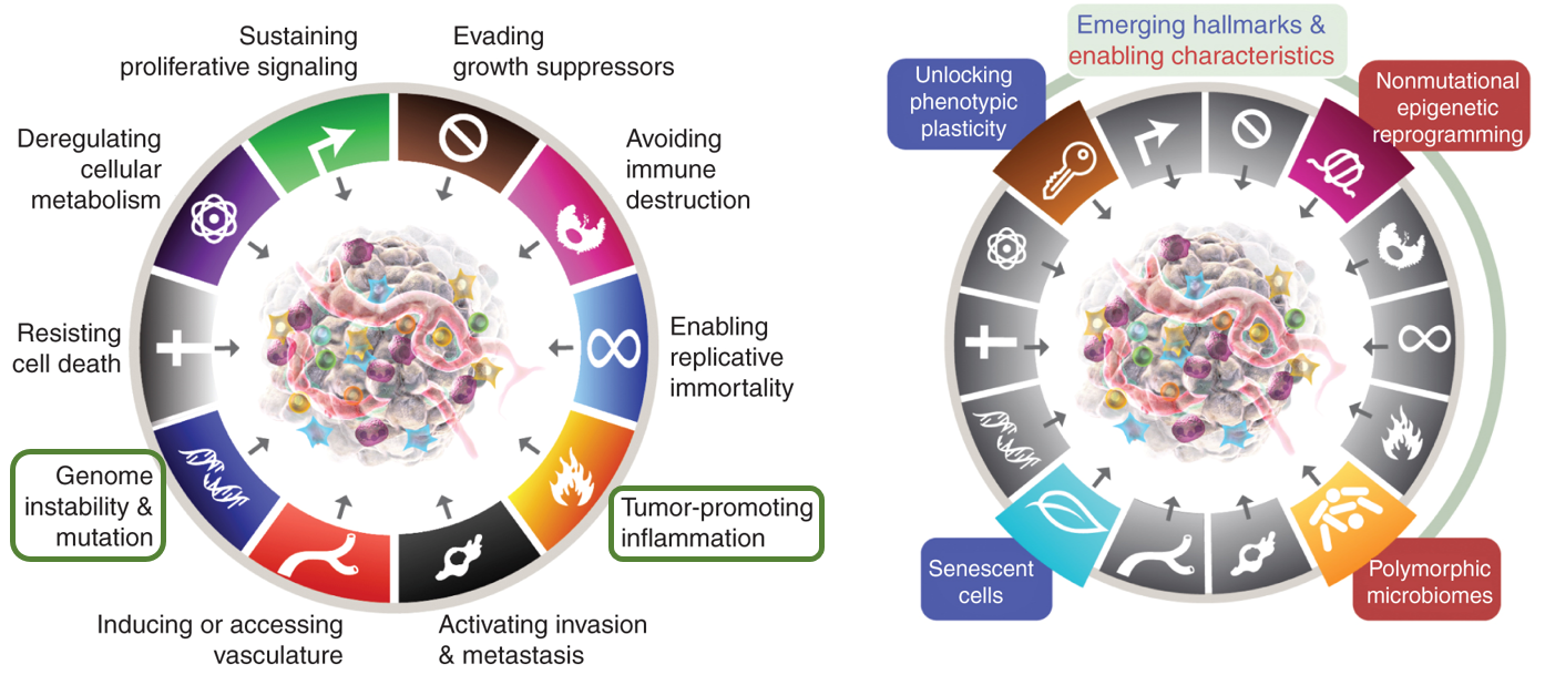 Characteristics and Hallmarks of Cancer