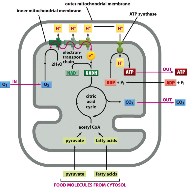 ATP Production in the Mitochondria