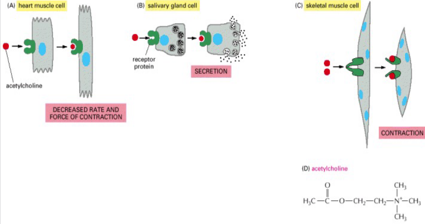 Acetylcholine Causing Different Reactions in Different Cells