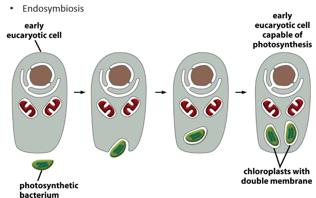 Origin of Chloroplasts