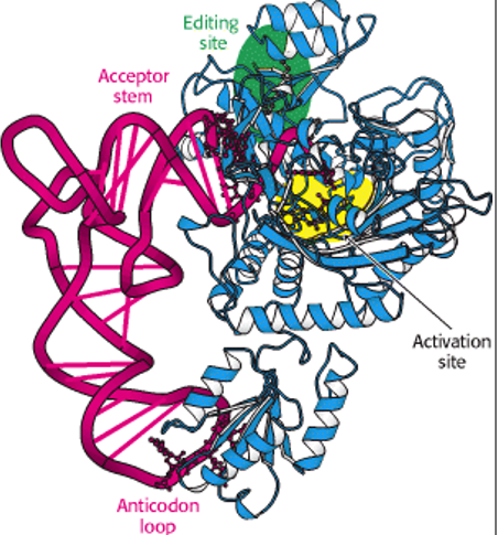 Aminoacyl-tRNA Synthetases