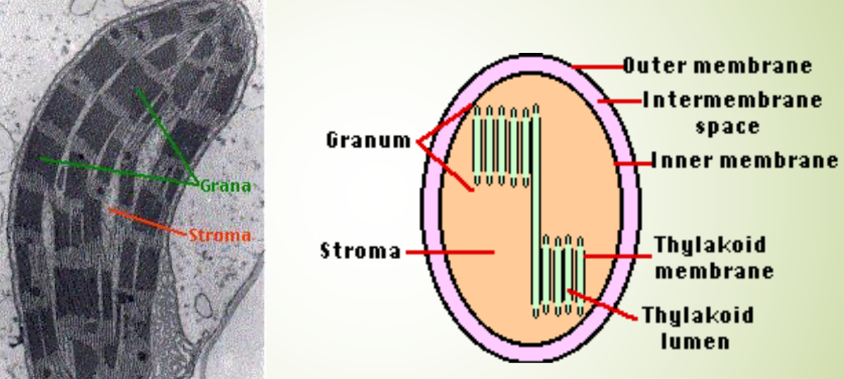 Inner Structures of a Mitochondrion