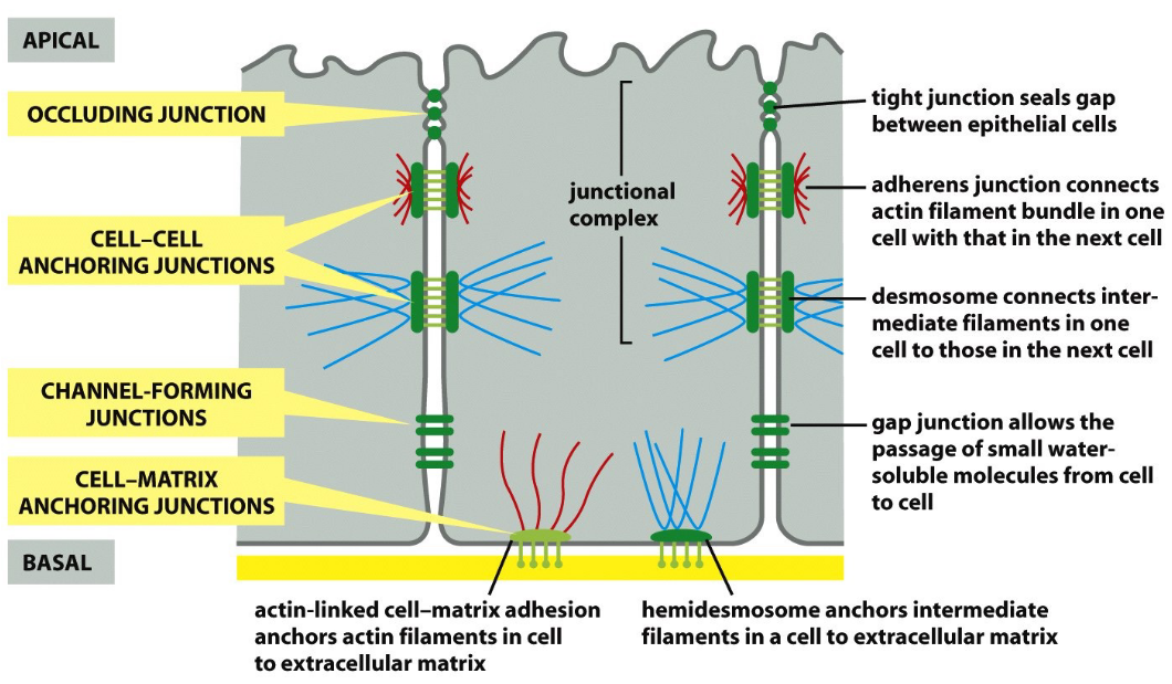 Junctions in an Animal Cell