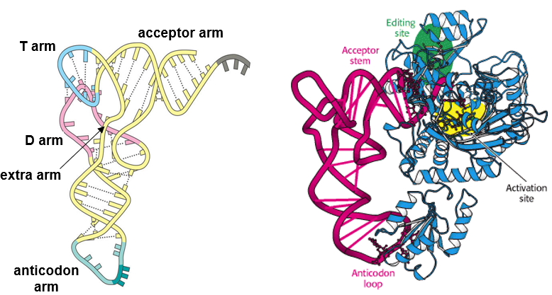 Parts of a tRNA Molecule