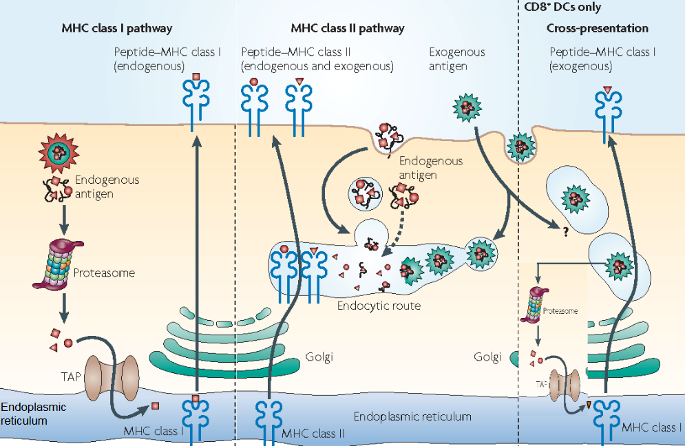 Mechanism for Peptide Presentation on MHC