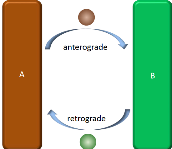 Anterograde and Retrograde Trafficking