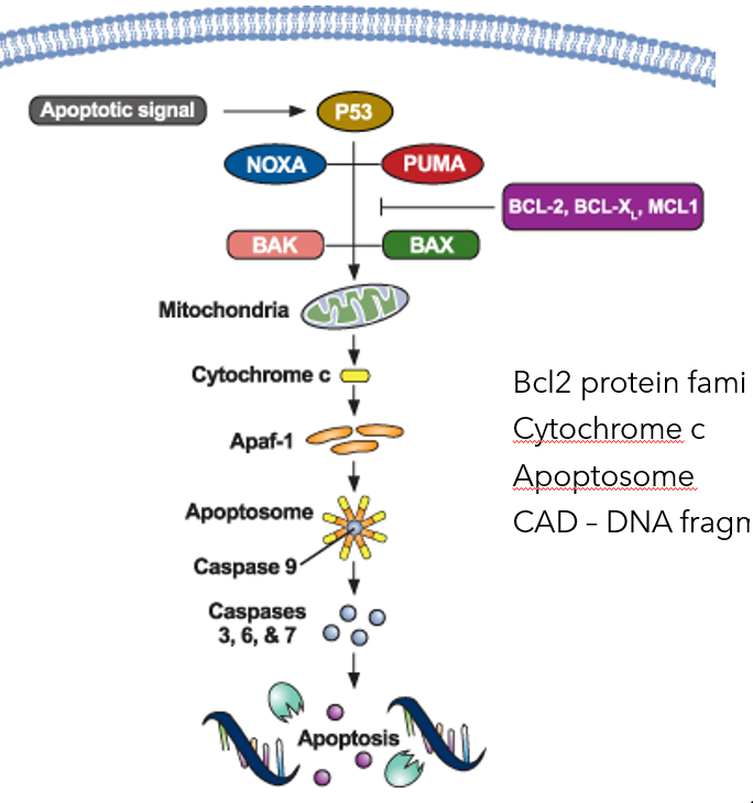 Mitochondrial Membrane Compromisation in the Intrinsic Pathway of Apoptosis