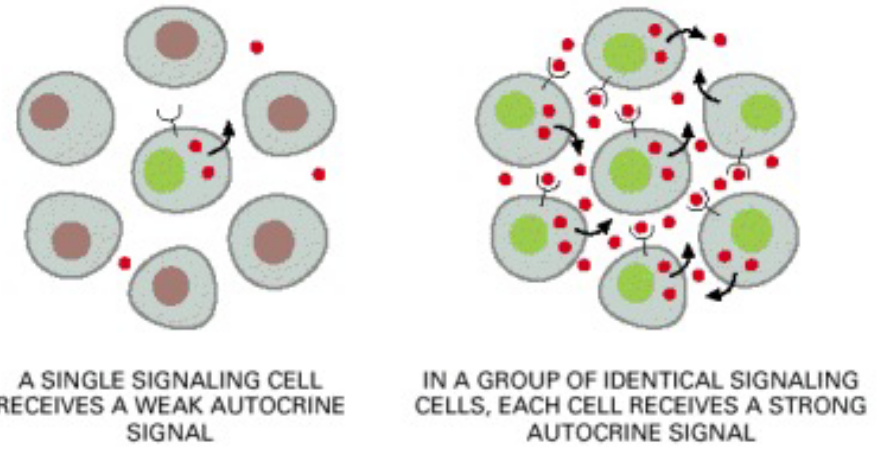 Endocrine Signalling Illustrated