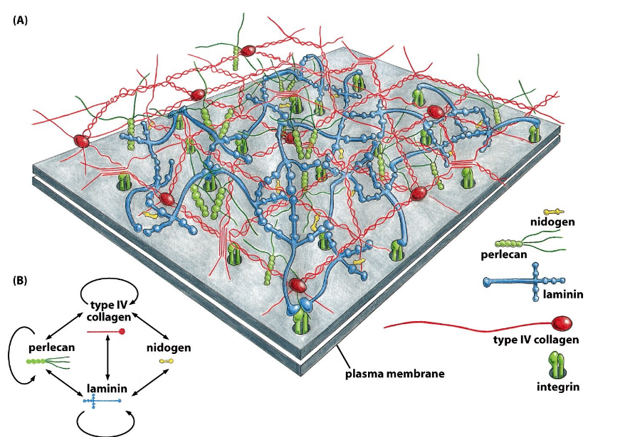 Molecular Structure of the Basal Lamina