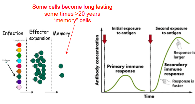 Faster Immune Responses After Initial Infection