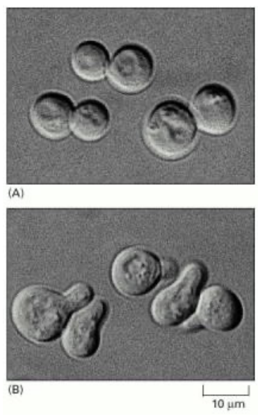 Yeast Cells Budding in Response to a Mating Factor