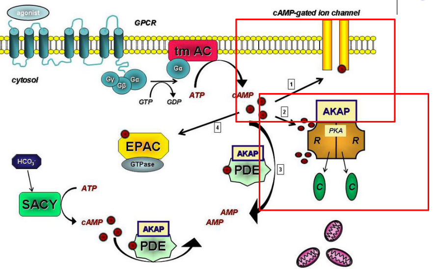 cAMP Activation via PKA