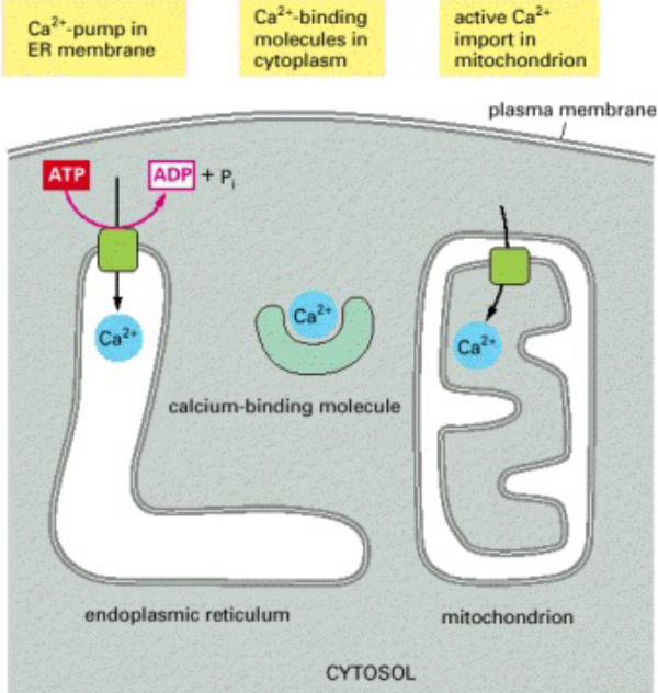 Ways of Maintaining Minimal Ca^2+^ Concentrations in Cells