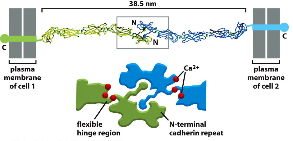 Structure of a Cadherin