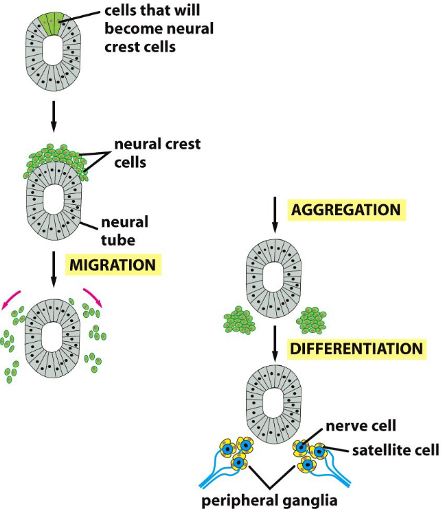 Formation of the Nervous System in Terms of Cadherins