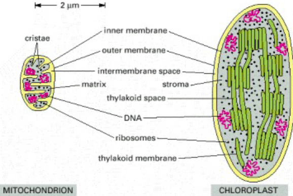 Side-by-Side Comparison of a Chloroplast and a Mitochondrion