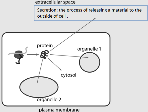 Anatomy of a Eukaryotic Cell