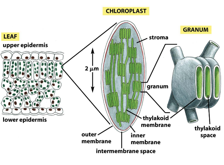 Chloroplast Structure