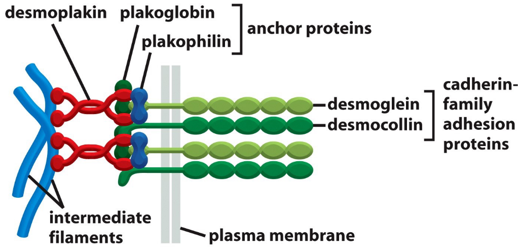 Desmosomal Cadherins are Linked via Proteins from the Catenin Family