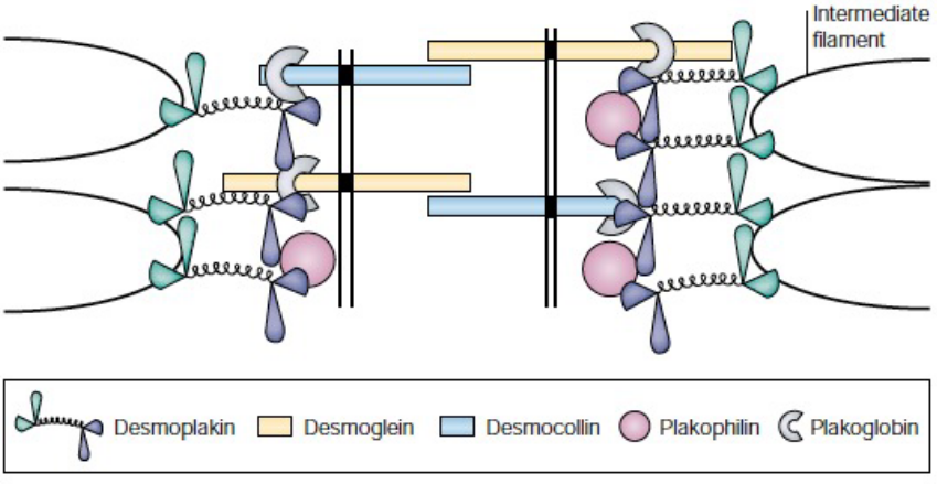 Model of a Desmosome