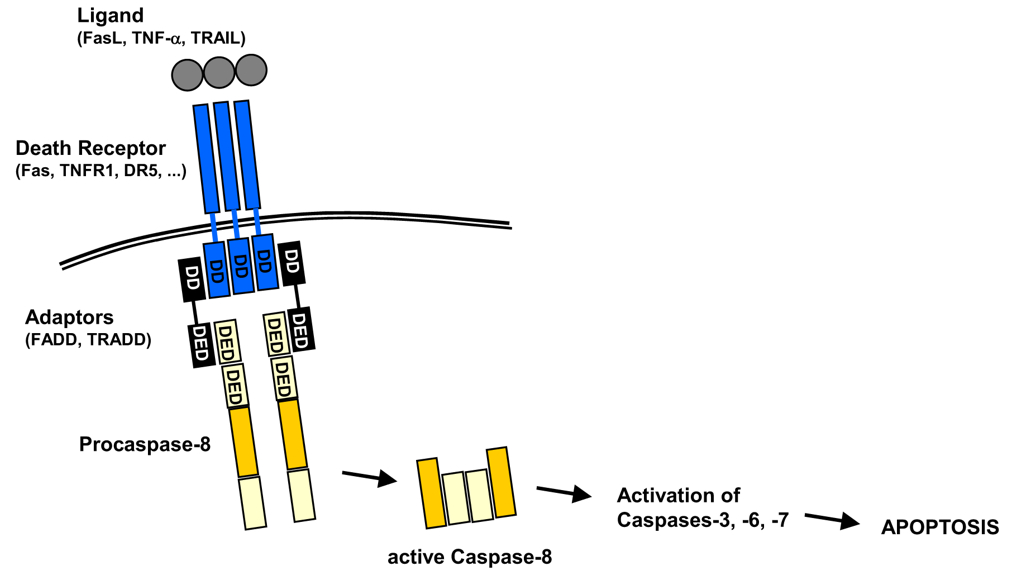 A Schematic of Caspase Activation at the DISC