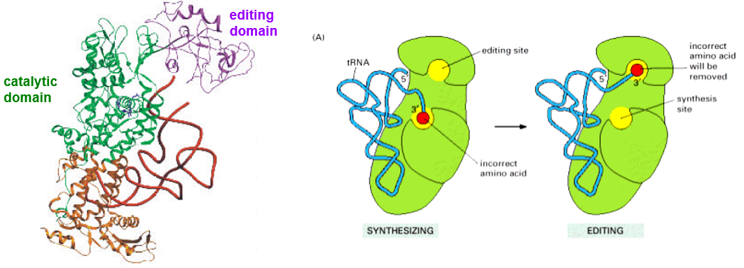 Class I Synthetases