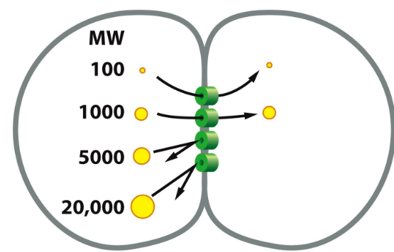 Dye Injection into a Cell