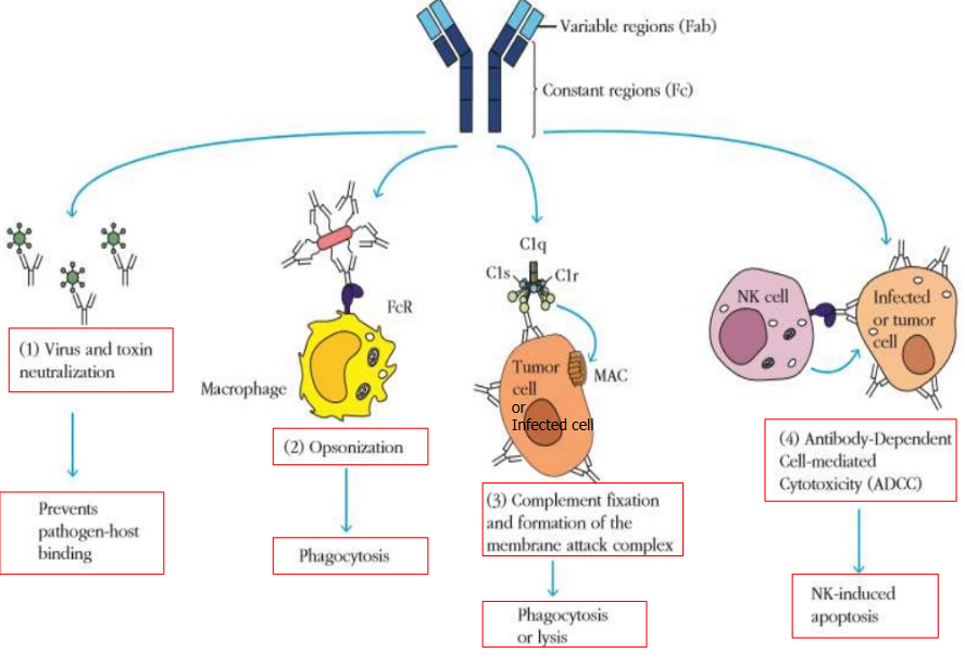 Effector Regions of Antibodies