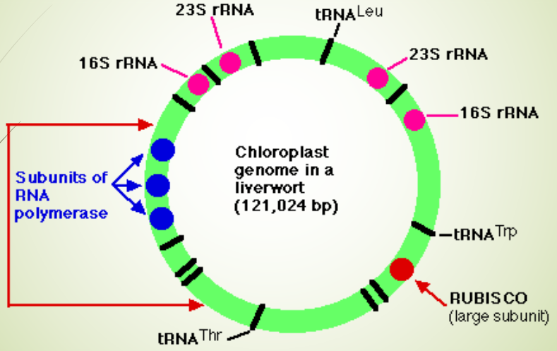 Genetic Map of a Plastid Genome