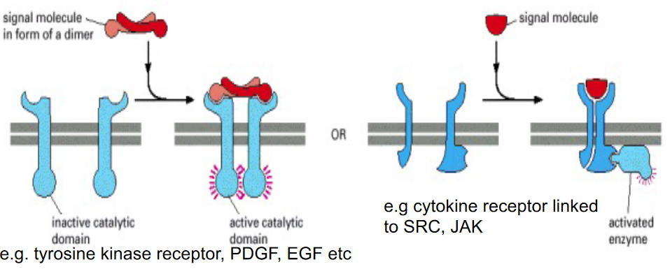 Enzyme-Coupled Receptors