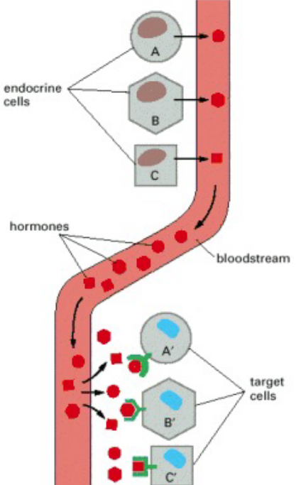 Endocrine Signalling Illustrated