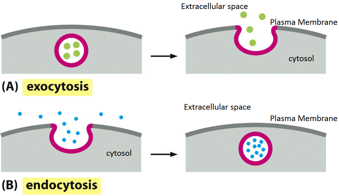 Comparison of Endocytosis and Exocytosis