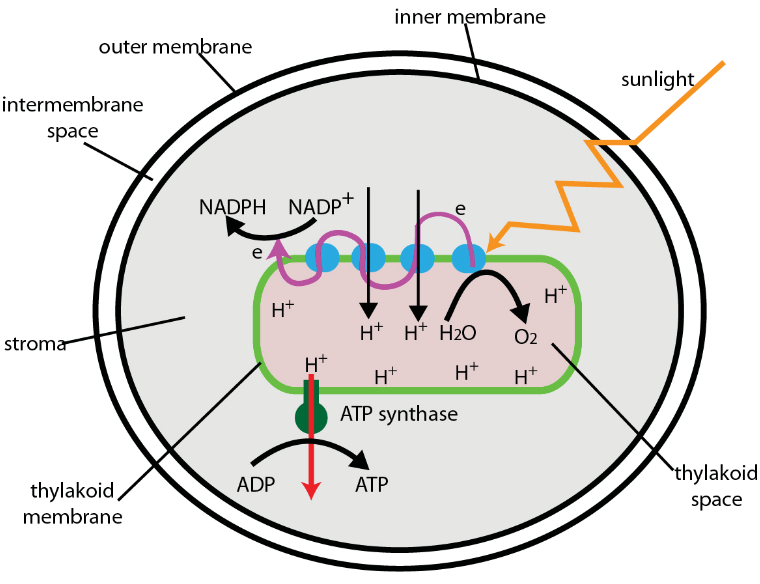 Electron Transport in the Chloroplast