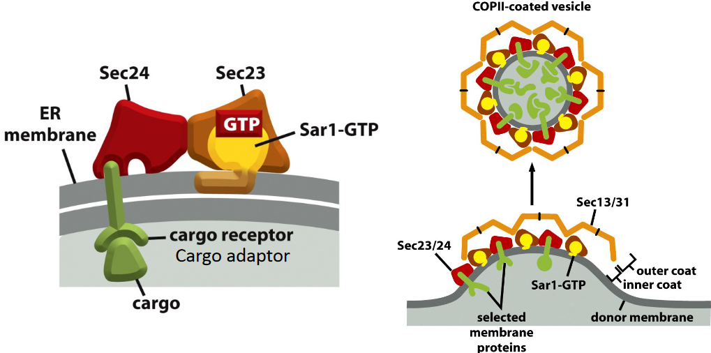 Cargo Exiting the ER in COPII-Coated Vesicles