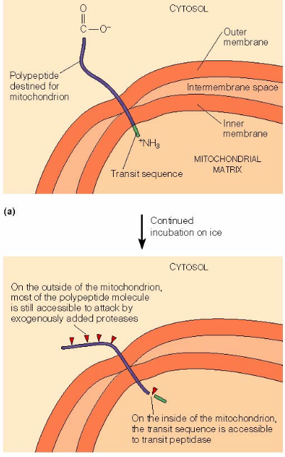 An Experimental Setup to Observe Susbtances Imported into the Mitochondrial Membranes