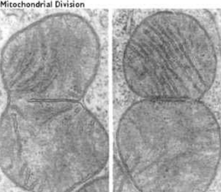 Mitochondrion Dividing via Fission