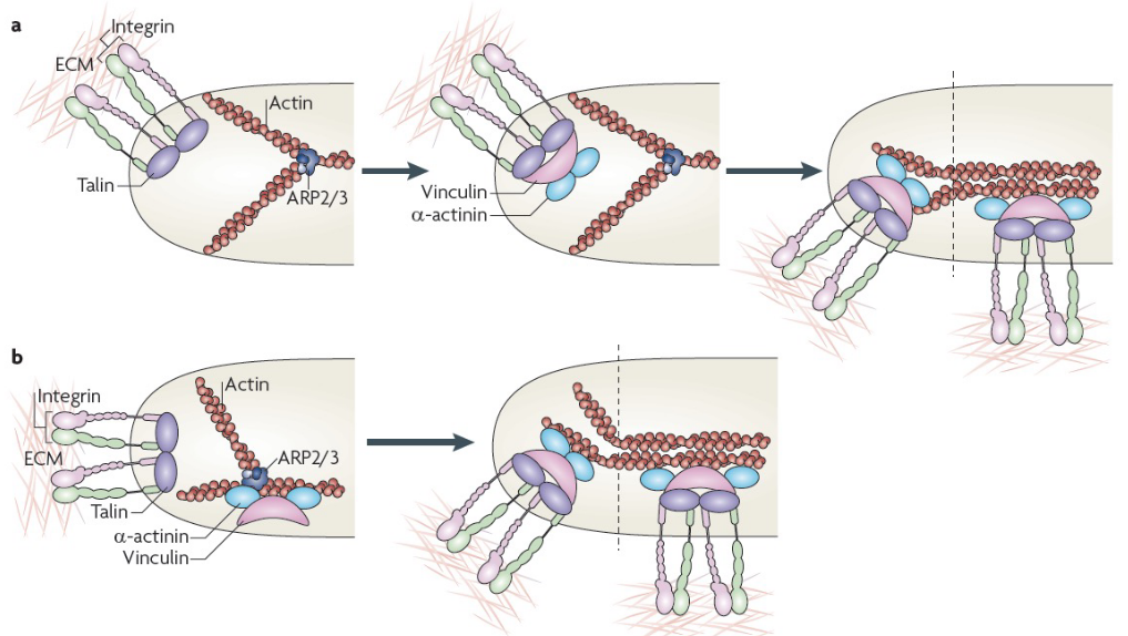 Formation of Focal Adhesion Complexes