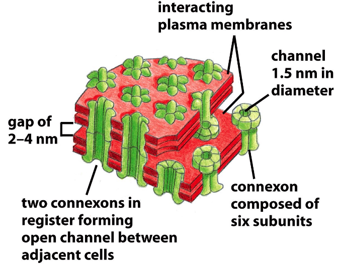 Structure of a Gap Junction