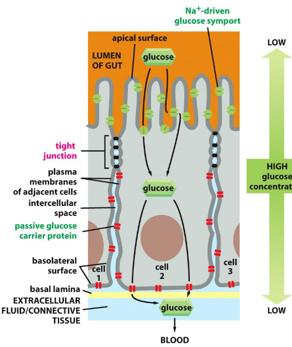 Glucose Transportation Across Cell Membranes