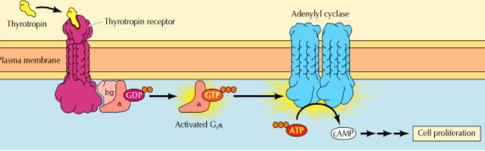 G-Protein Coupled Receptors