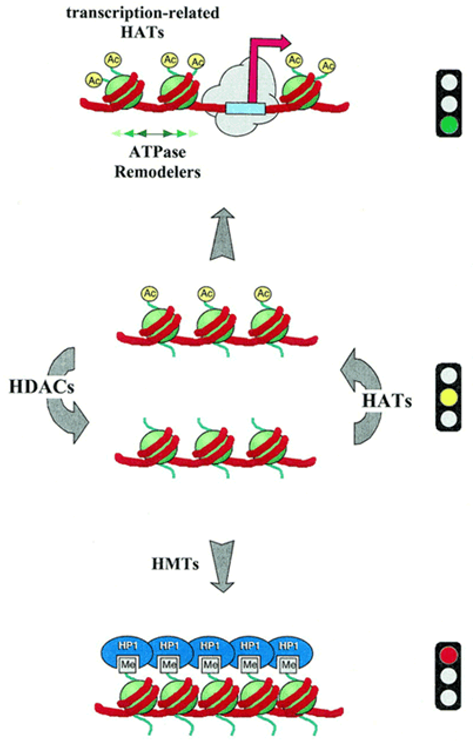 Activities of HAT and HDAc in the Status of Chromatin