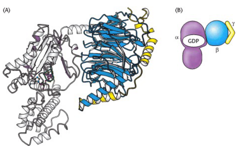 Structure of a Heterotirmeric G Protein