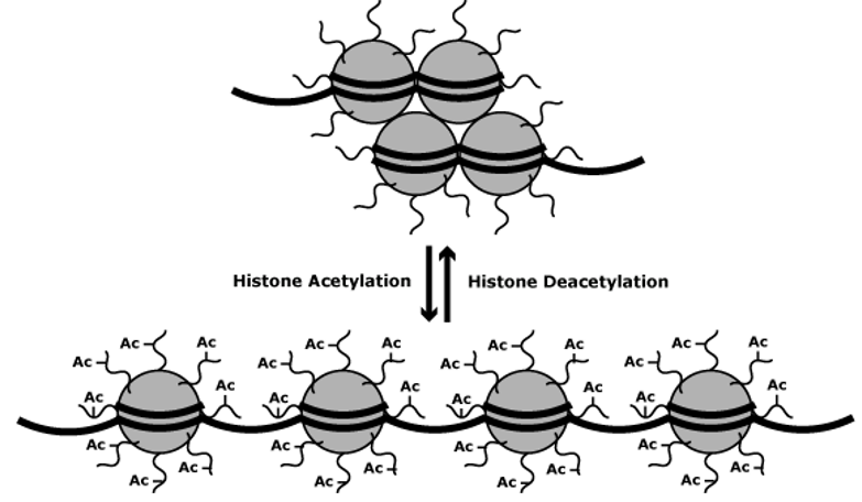 Impact of Acetylation and Deacetylation on Gene Expression