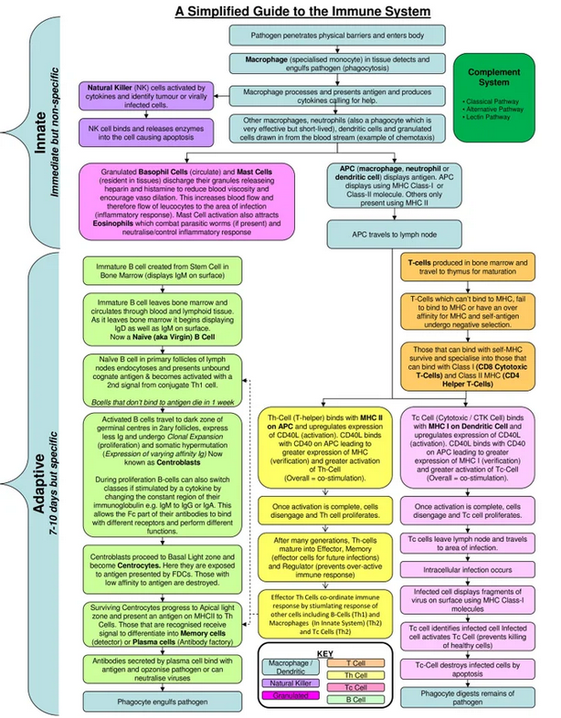 Flowchart of Immune Response (from Innate to Adaptive)