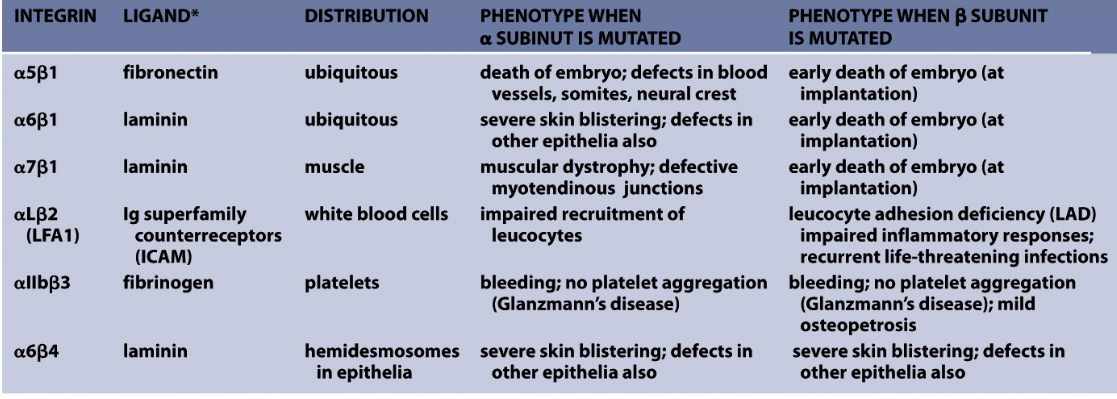 Diseases Caused by Integrin Defects