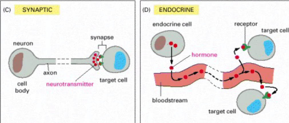 More Types of Intracellular Signalling